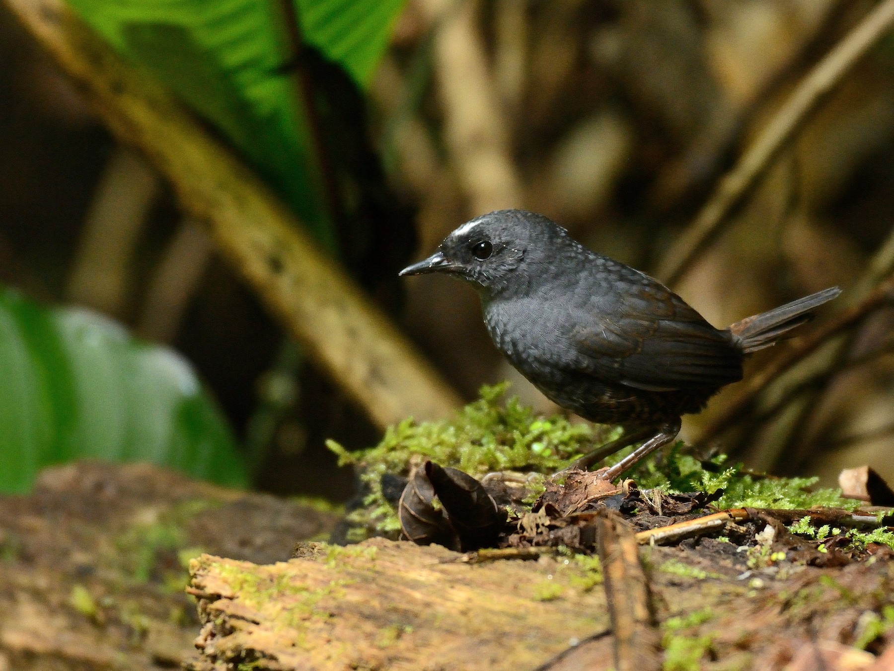 Santa Marta Tapaculo - eBird