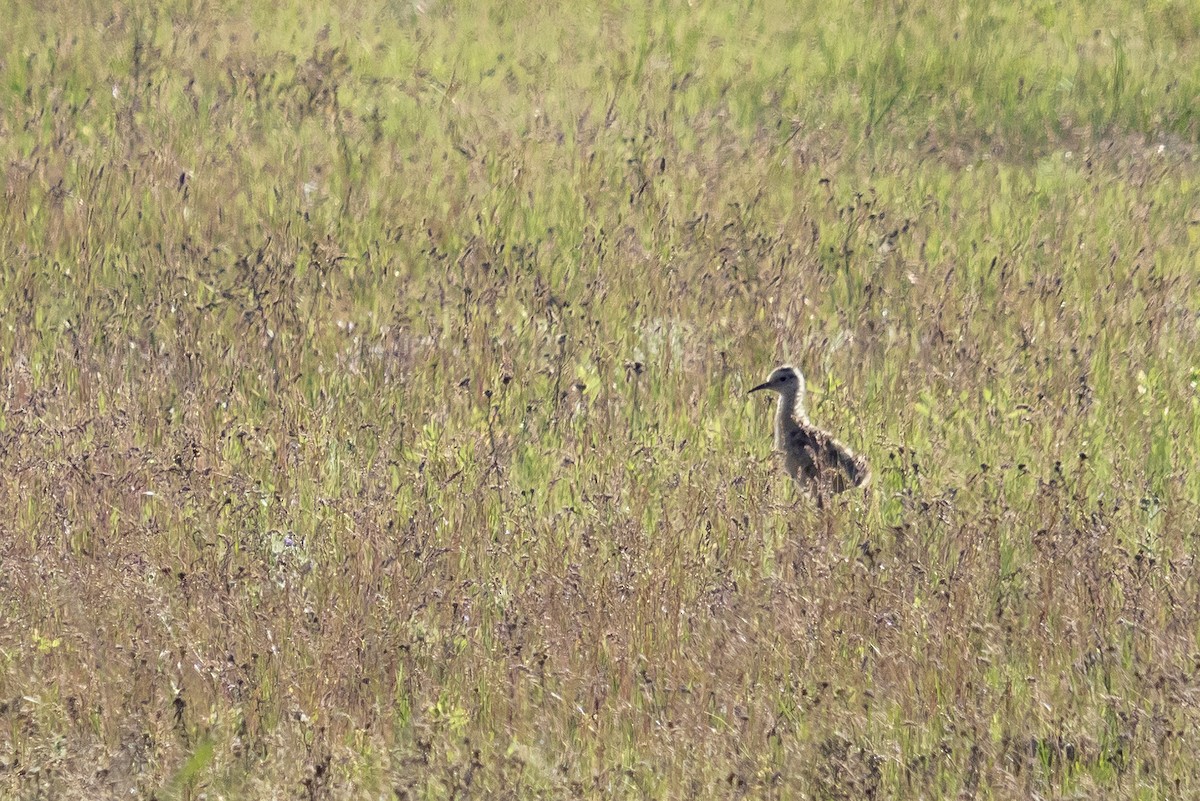 Long-billed Curlew - ML240898321