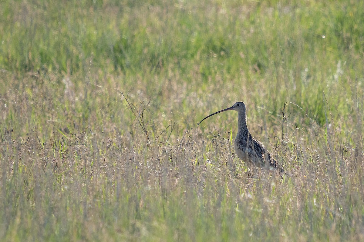 Long-billed Curlew - ML240898341