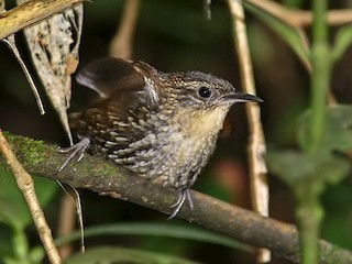  - White-throated Barbtail (Paria)