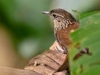  - Jhonathan Miranda - Wandering Venezuela Birding Expeditions - ML240900011