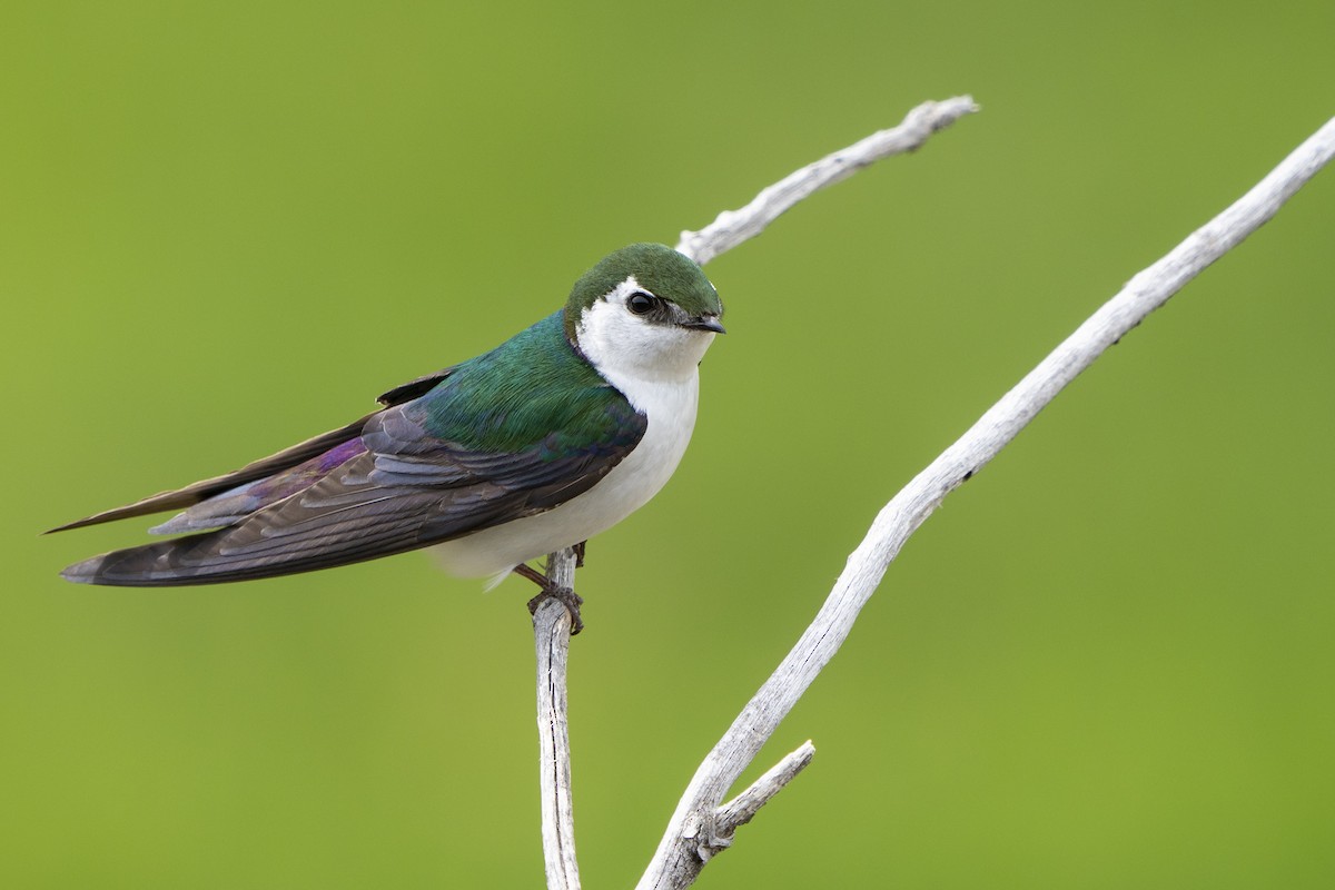Violet-green Swallow - ML240900411