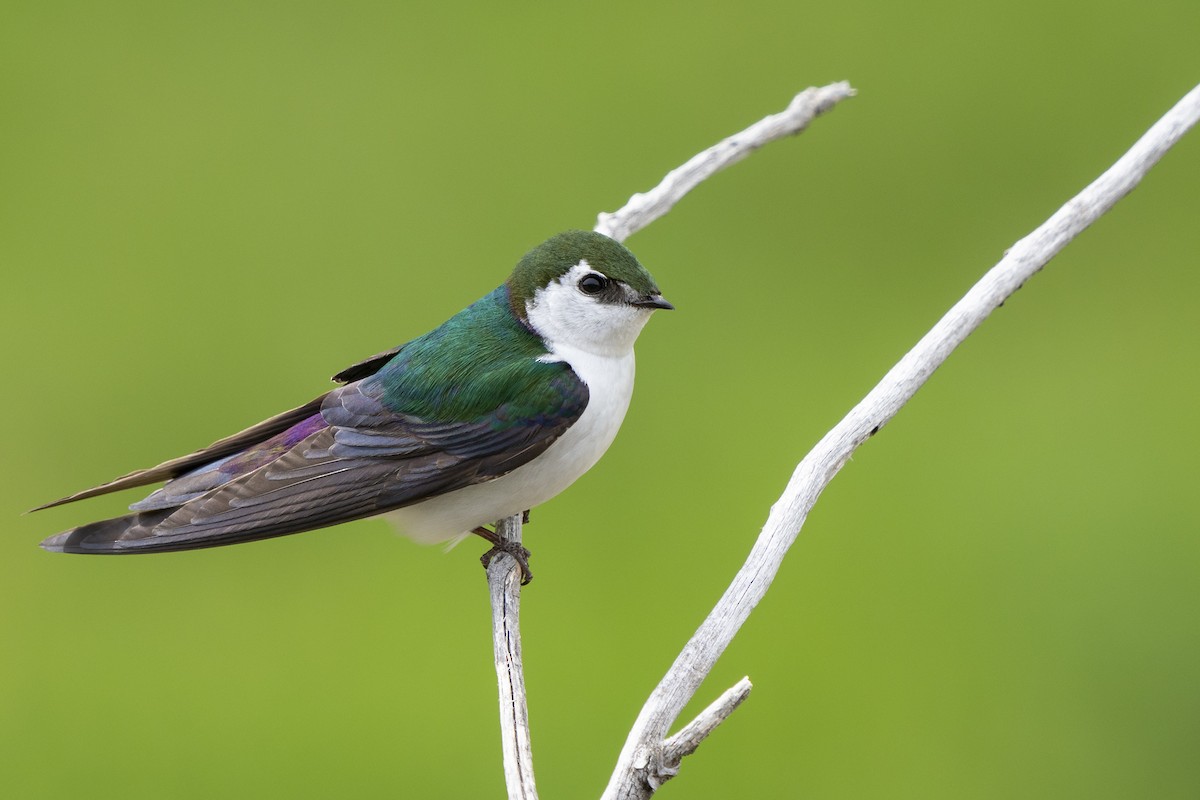 Violet-green Swallow - Joshua Covill