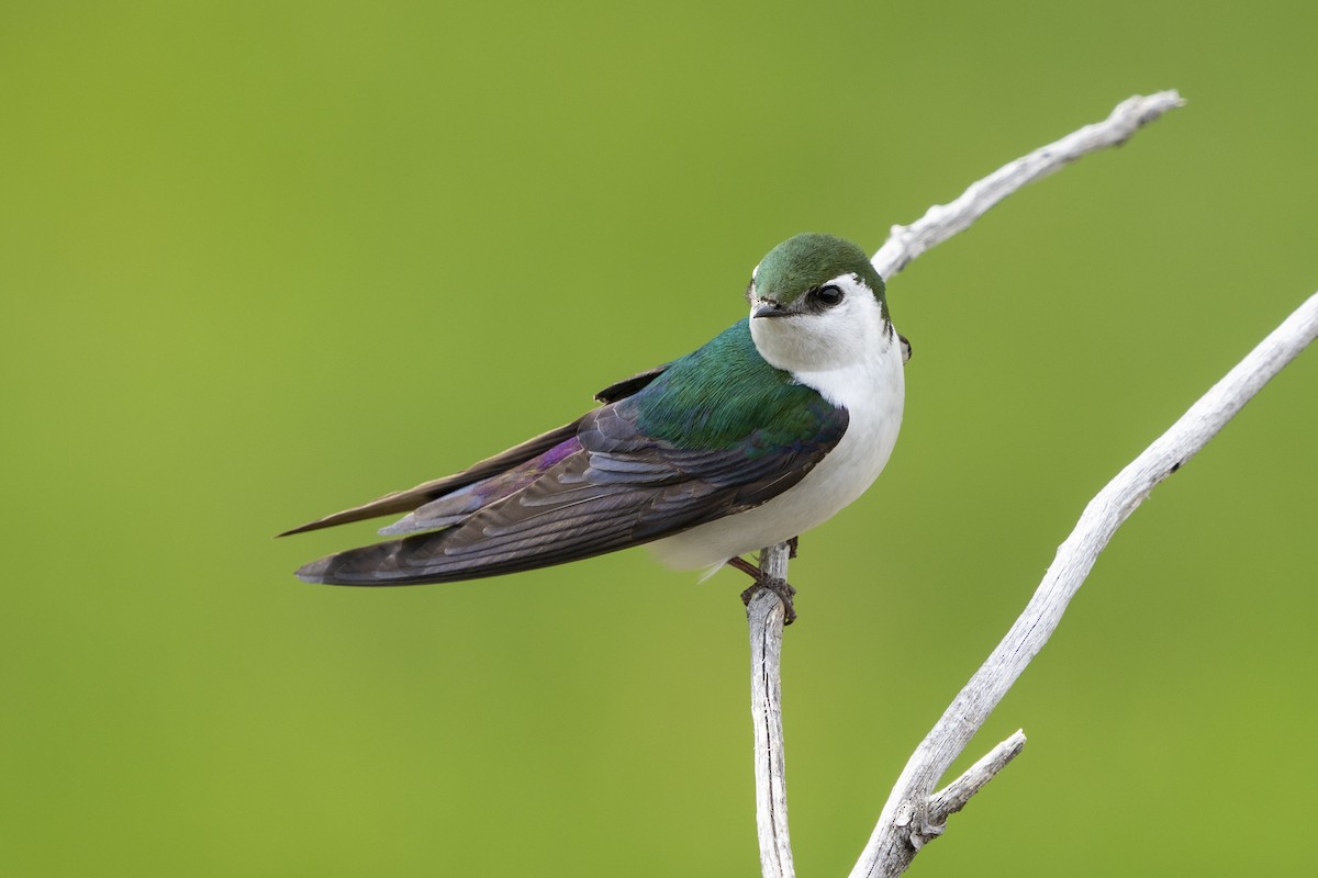 Violet-green Swallow - ML240900441
