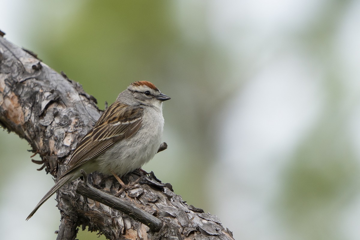 Chipping Sparrow - ML240900741