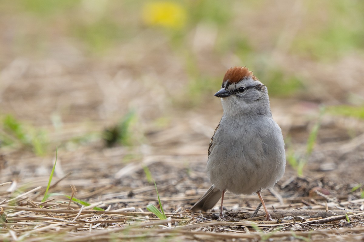Chipping Sparrow - ML240901901