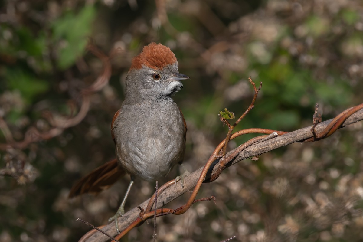 Sooty-fronted Spinetail - ML240902831