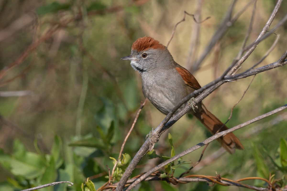 Sooty-fronted Spinetail - ML240902861