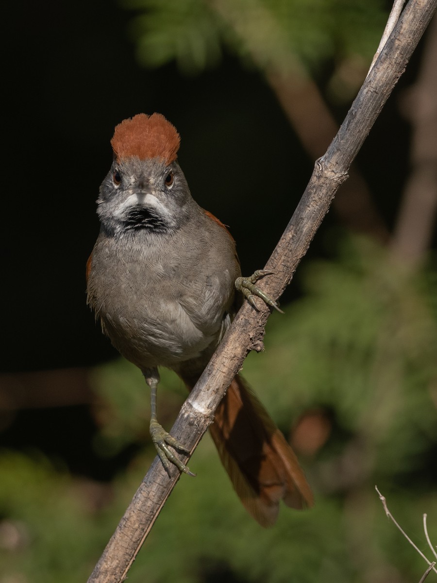 Sooty-fronted Spinetail - ML240902901