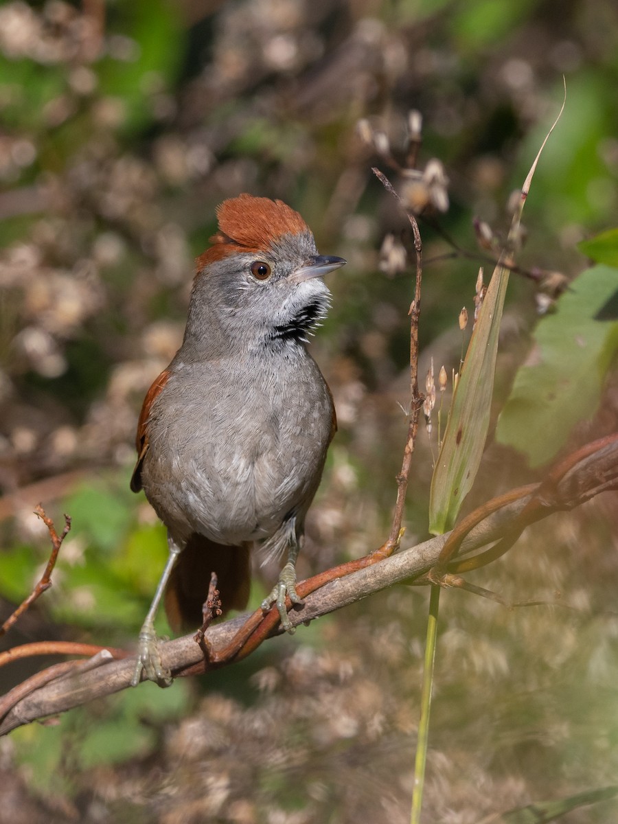 Sooty-fronted Spinetail - ML240902961