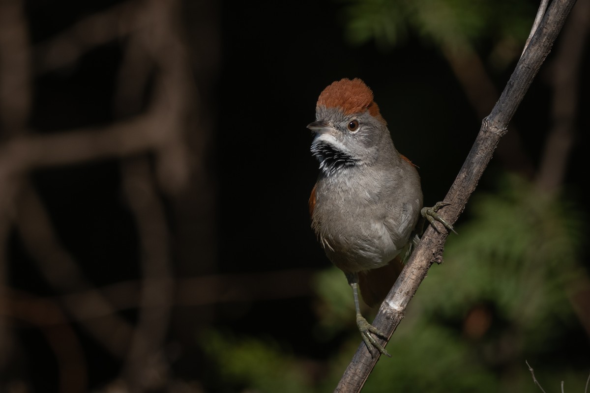 Sooty-fronted Spinetail - ML240902971