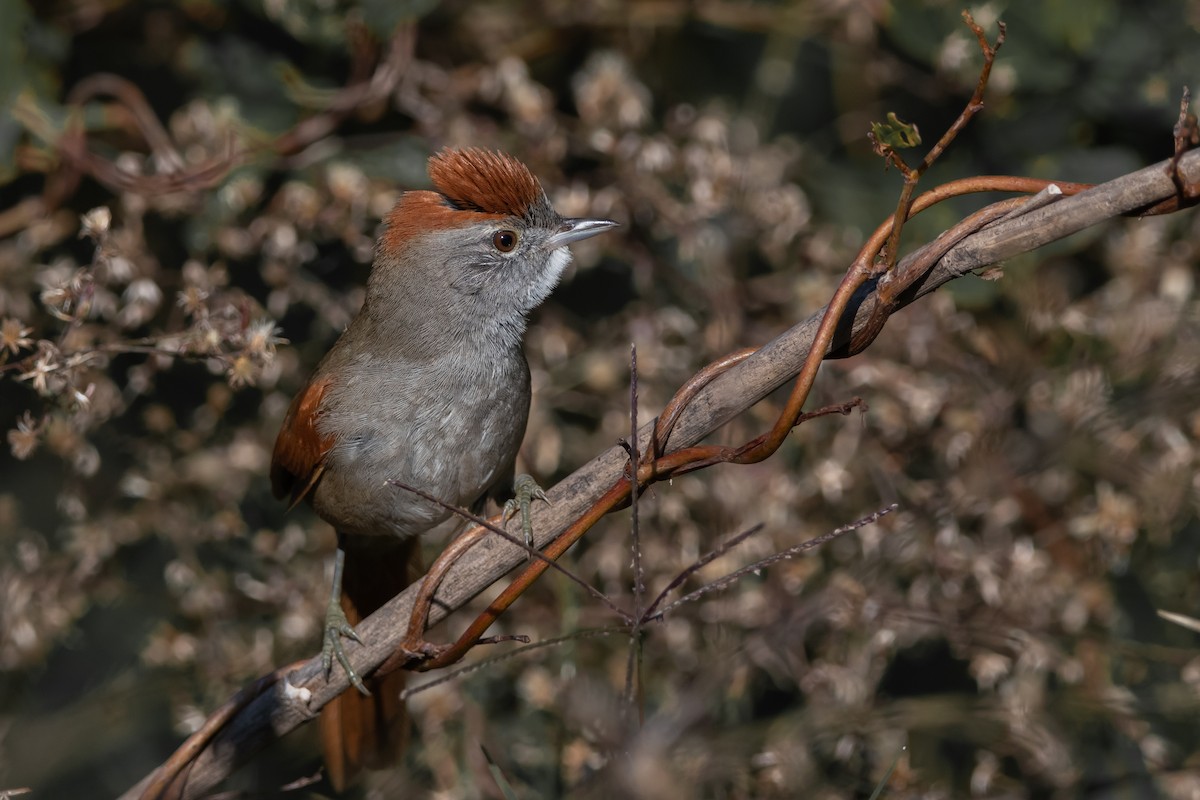 Sooty-fronted Spinetail - ML240903001