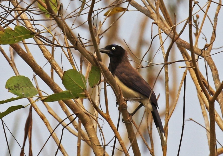 Black-chested Jay - ML240909431