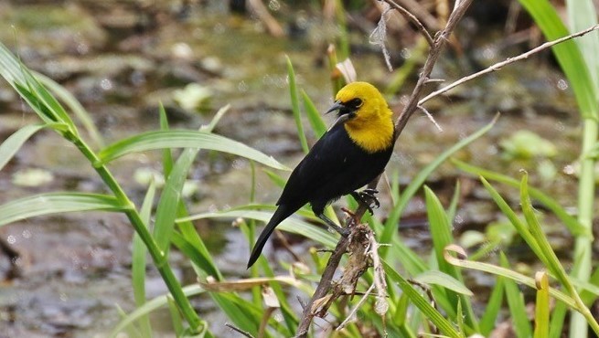 Yellow-hooded Blackbird - ML240909521