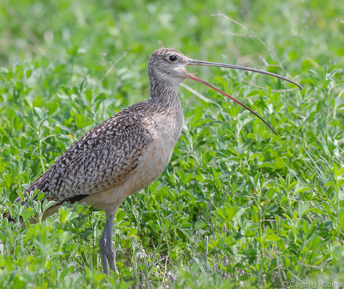 Long-billed Curlew - ML240912591