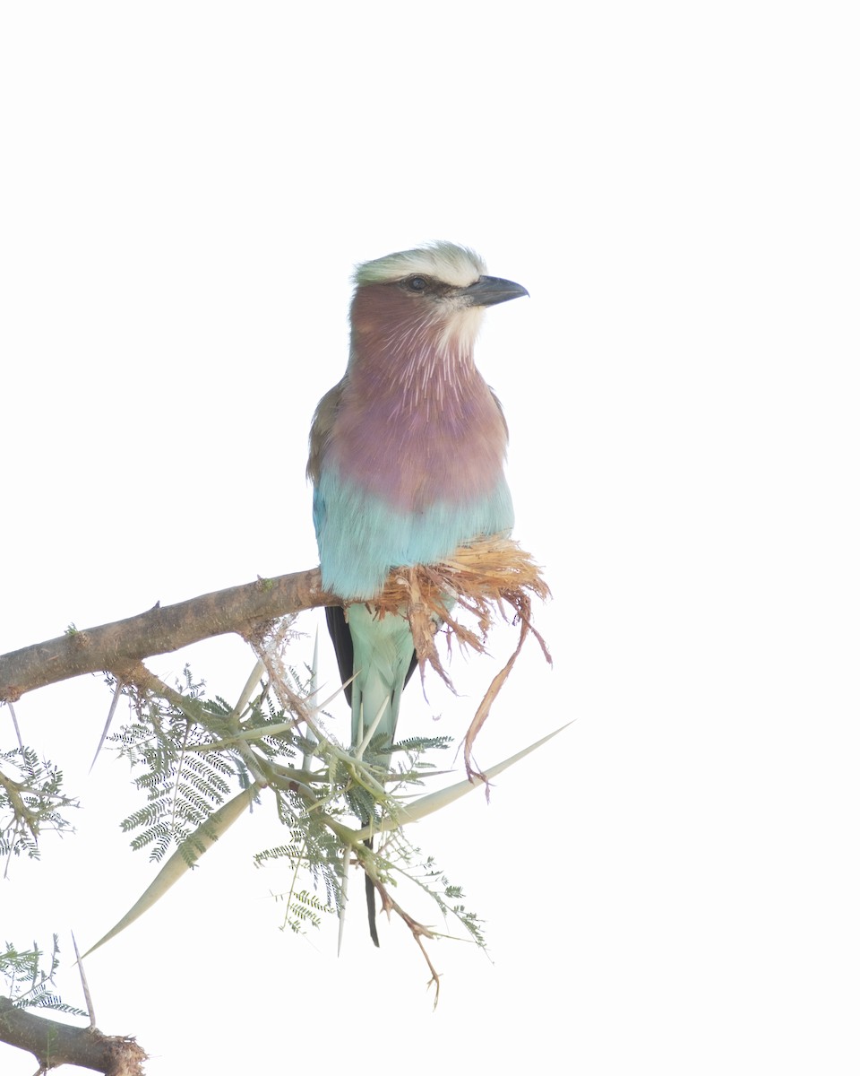 Lilac-breasted Roller - Cindy Cone