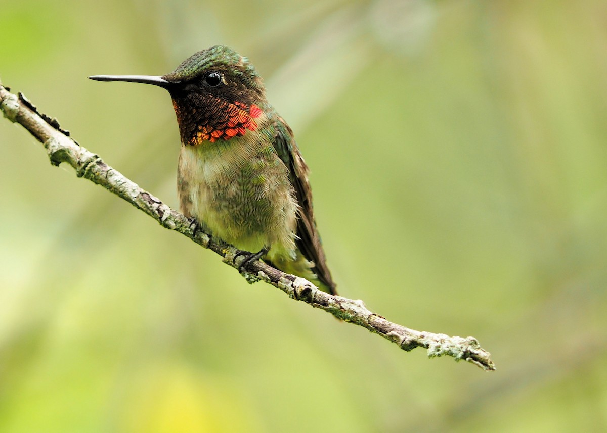 Ruby-throated Hummingbird - David Rooke