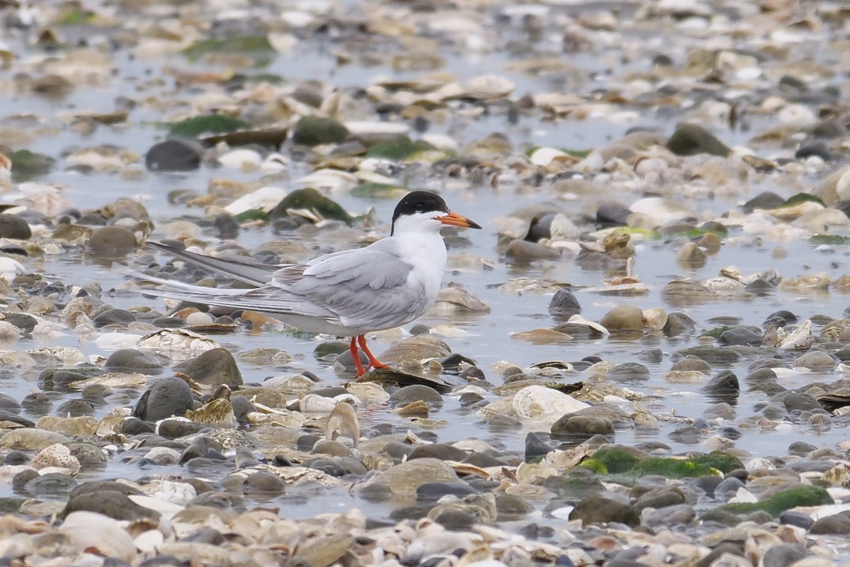 Forster's Tern - Russ Smiley