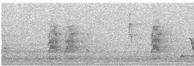 Яструб тасманійський - ML240924431