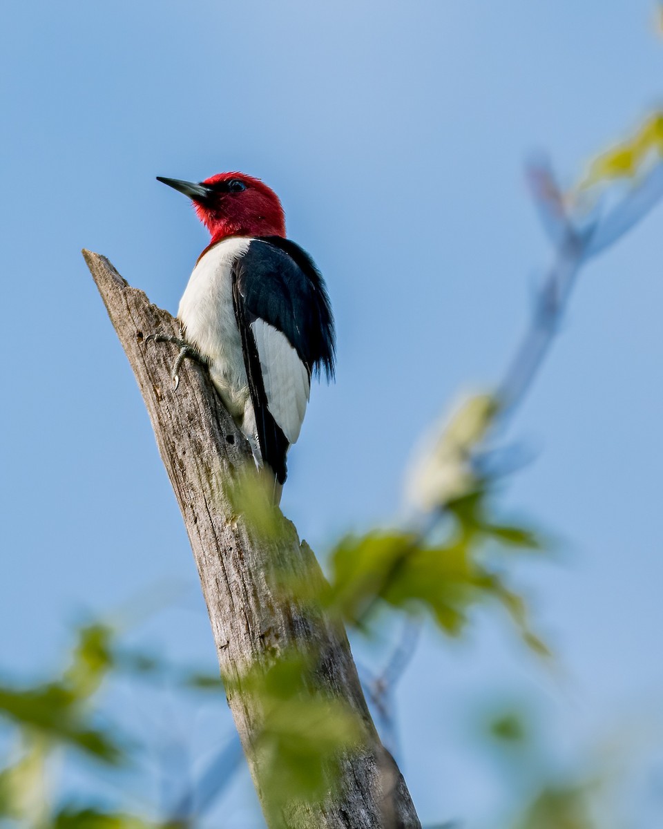 Red-headed Woodpecker - Matt Saunders