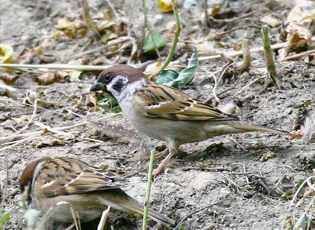 Eurasian Tree Sparrow - ML240937591