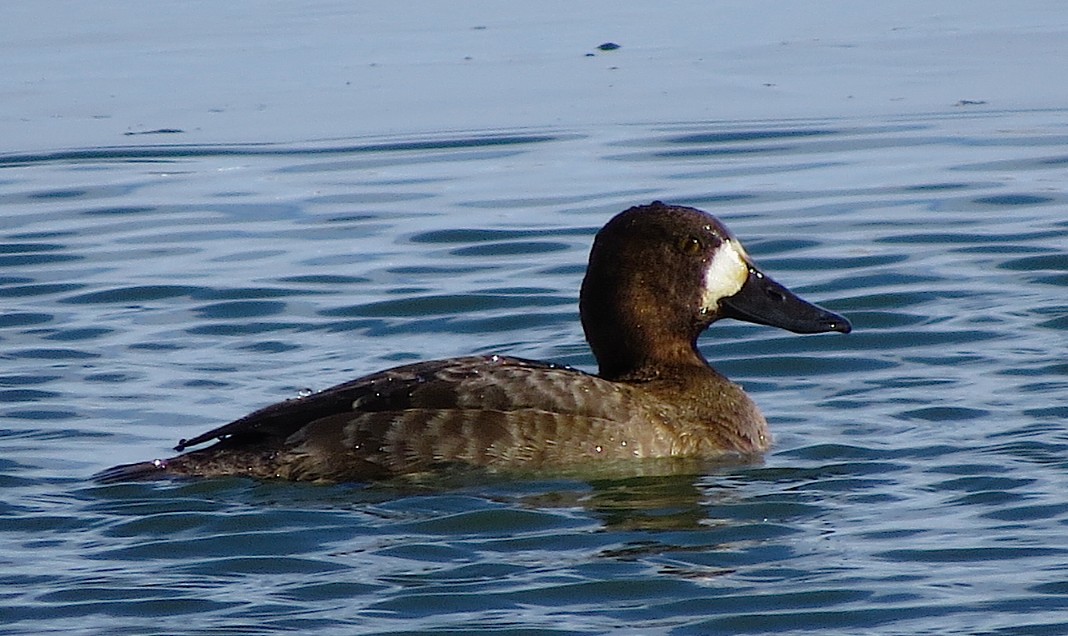 Greater Scaup - Ted Floyd