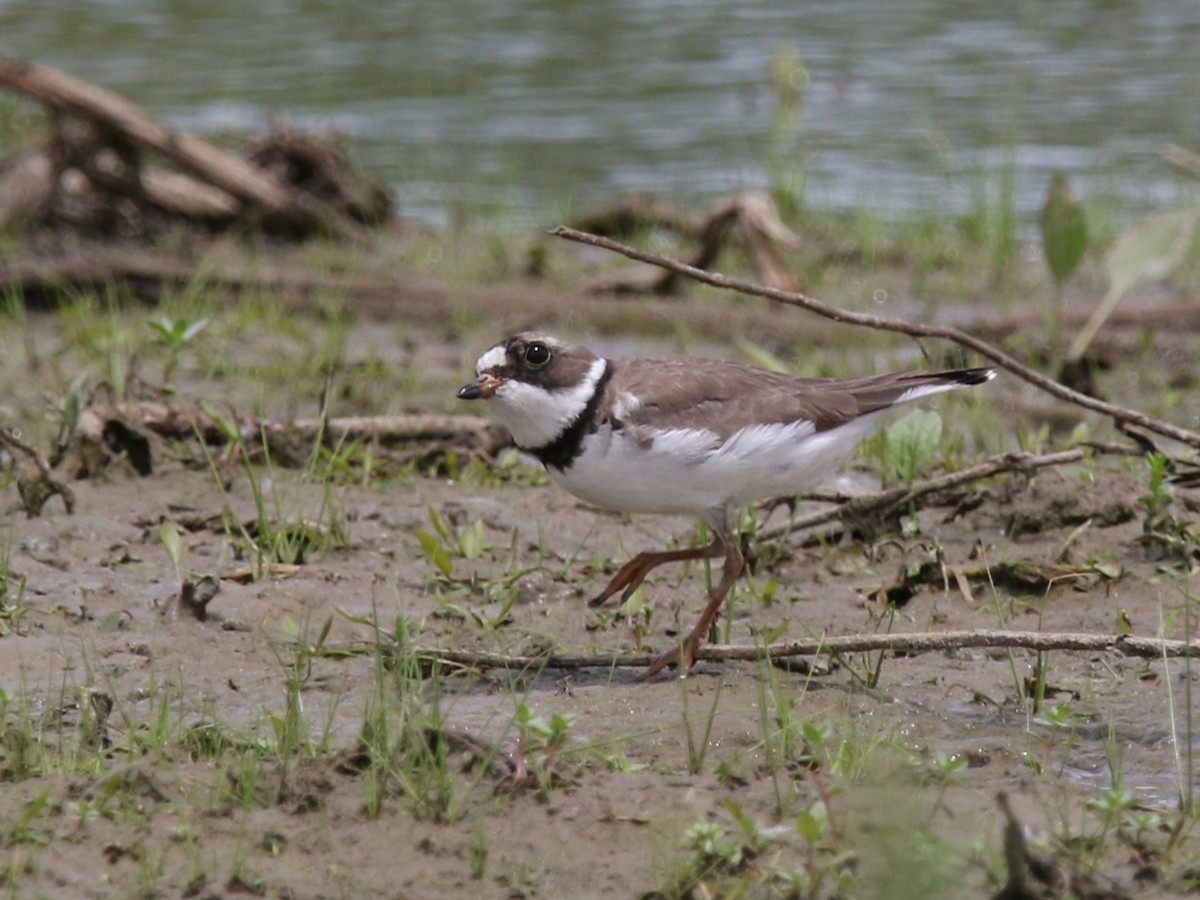 Semipalmated Plover - ML240943981