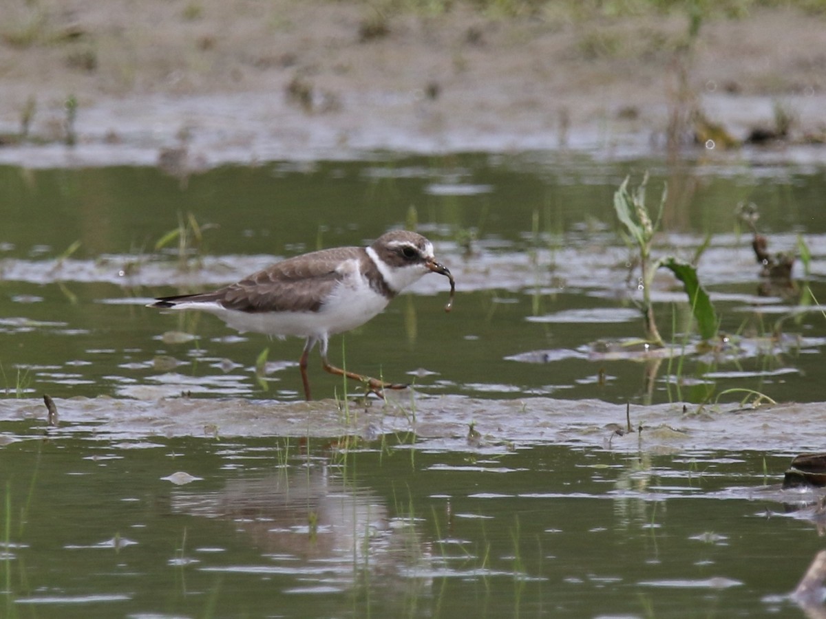 Semipalmated Plover - ML240943991