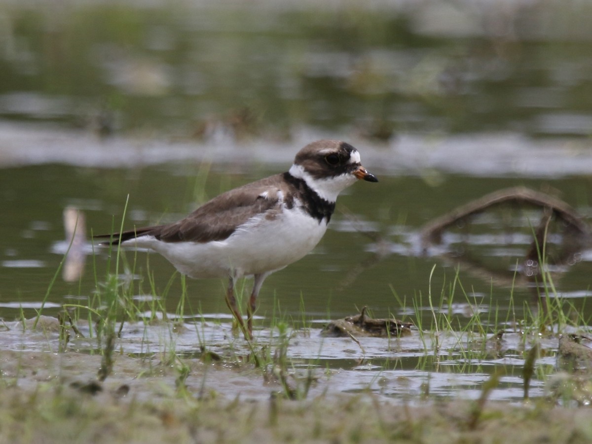 Semipalmated Plover - ML240944001