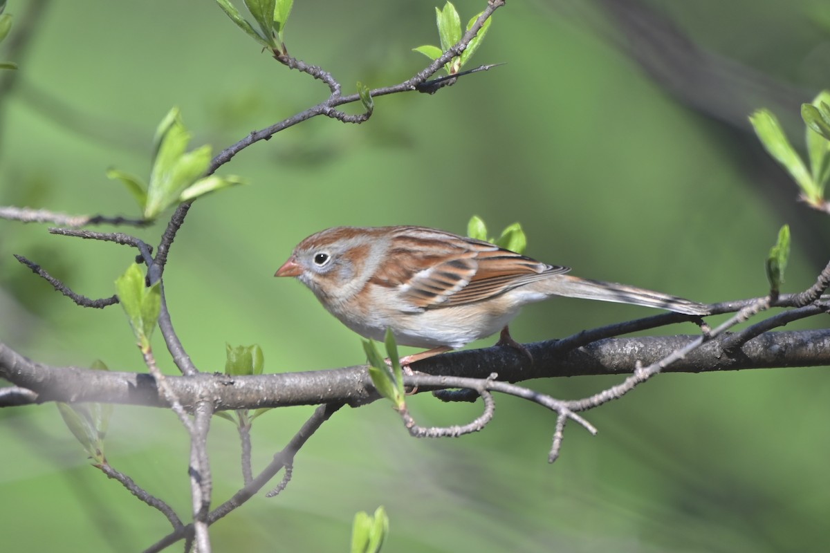 Field Sparrow - Mollie Ficker