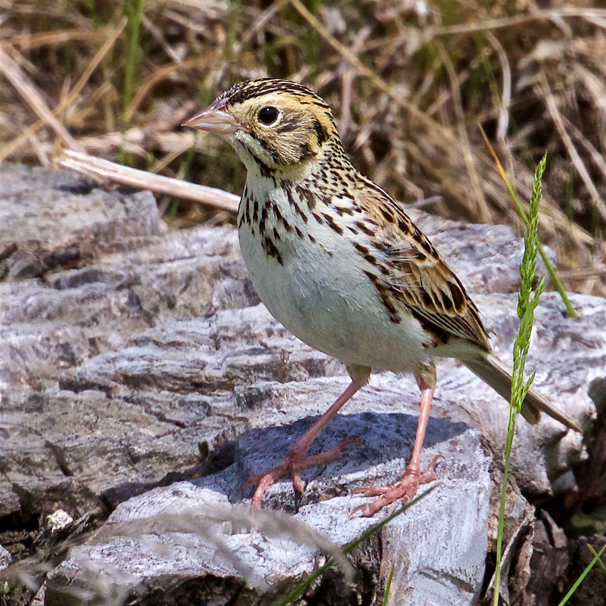 Baird's Sparrow - Ed Harper