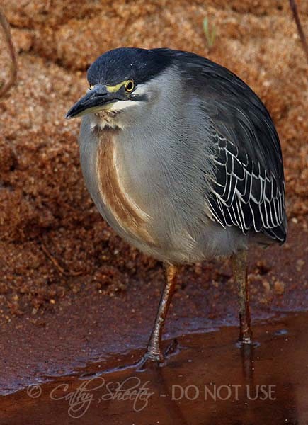 Striated Heron (Old World) - Cathy Sheeter