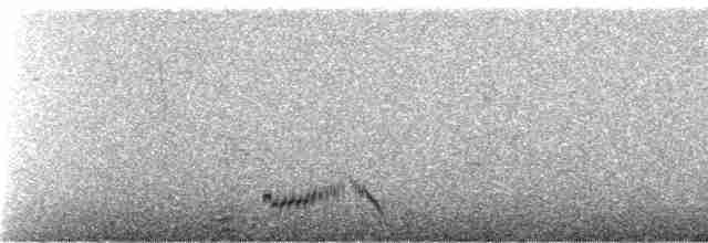 holoubek černokřídlý - ML240946