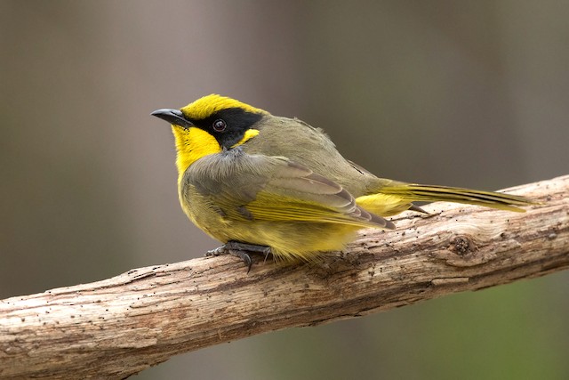 Yellow Tufted Honeyeater Ebird