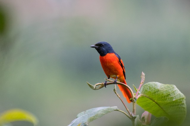 Scarlet Minivet - eBird