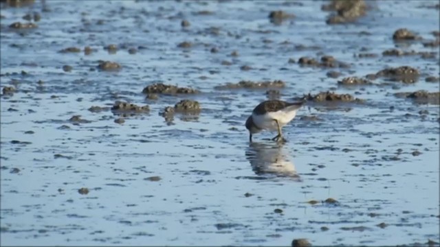 Double-banded Plover - ML240957771