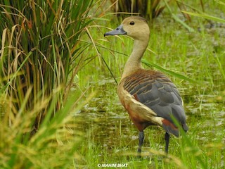 Lesser Whistling-Duck, ML240959531