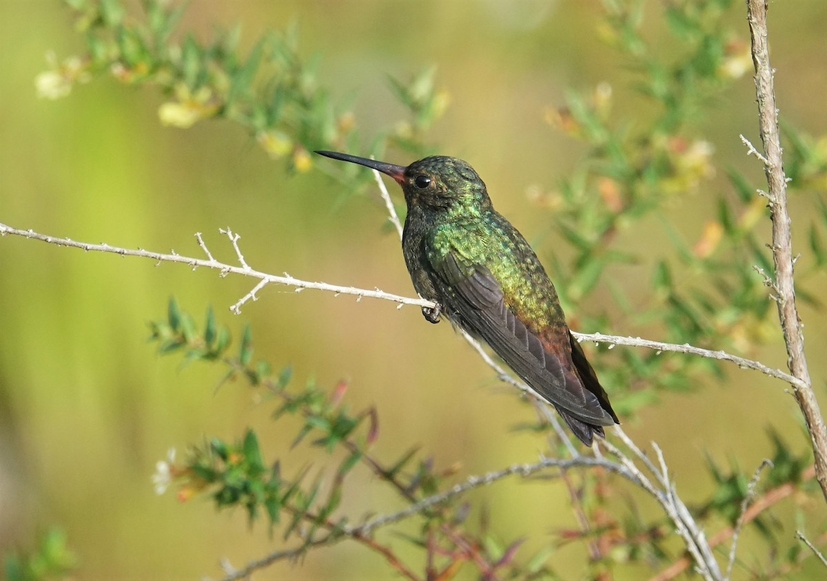 kolibřík savanový - ML240962211