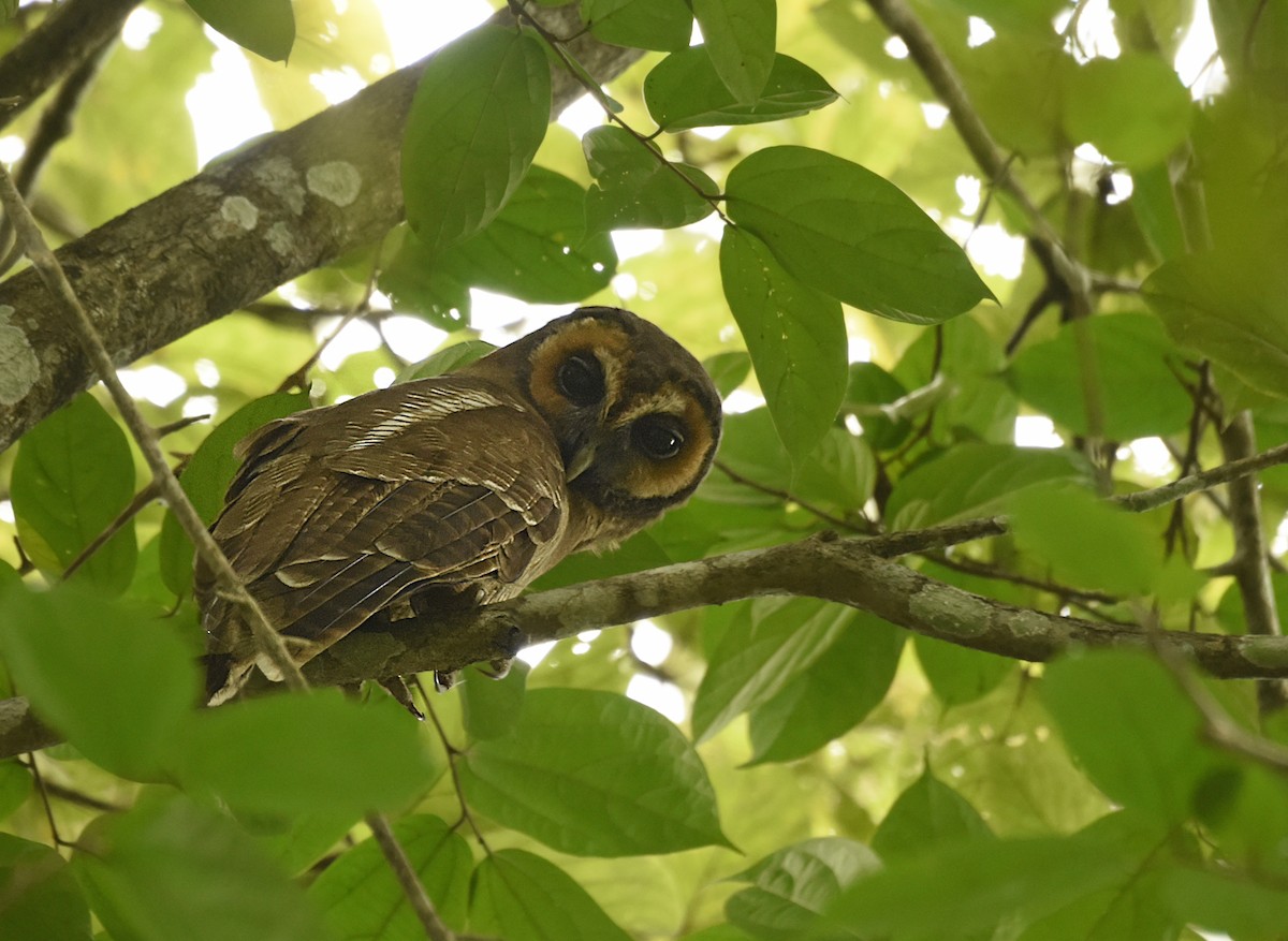 Brown Wood-Owl - Savithri Singh