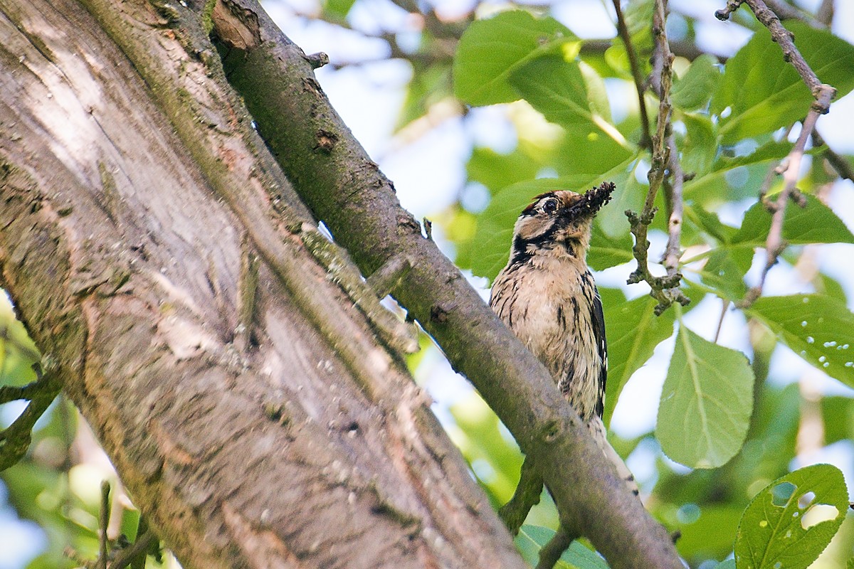 Lesser Spotted Woodpecker - Ondřej Beneš