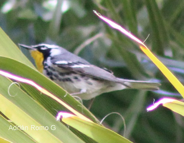 Yellow-throated Warbler - Adrian Romo Garcia