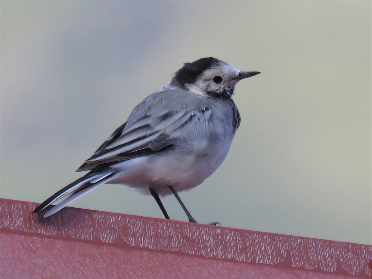 White Wagtail (White-faced) - Stephen Taylor