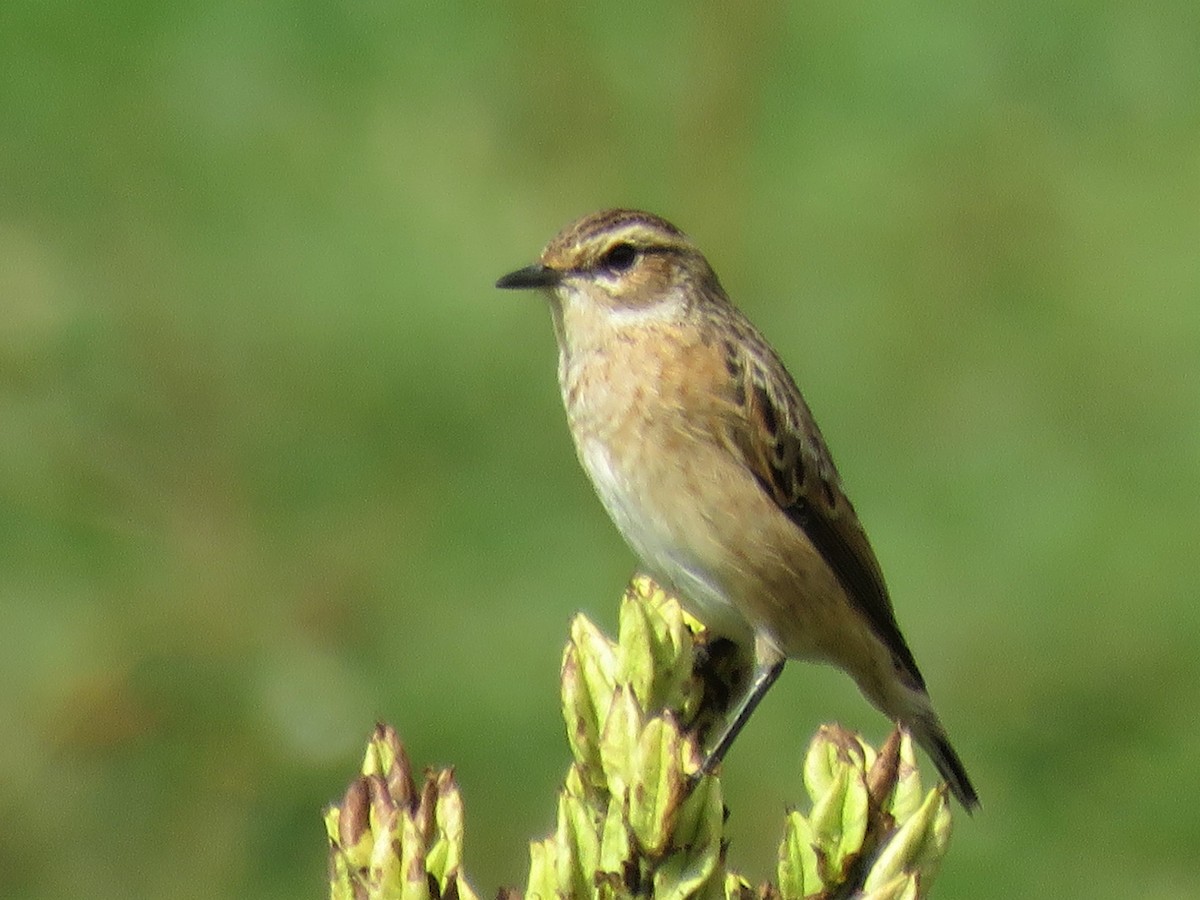 Whinchat - Stephen Taylor