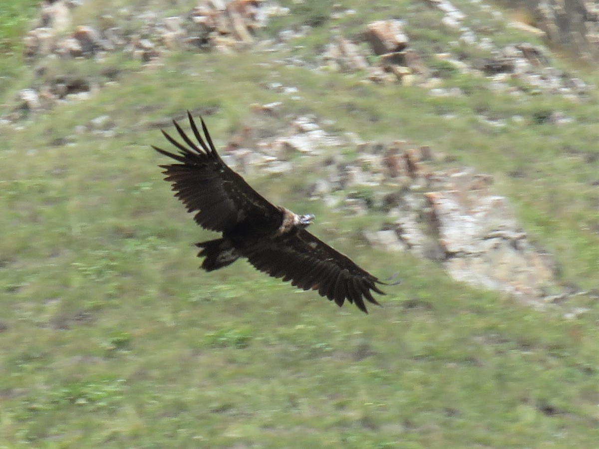 Cinereous Vulture - ML240973541