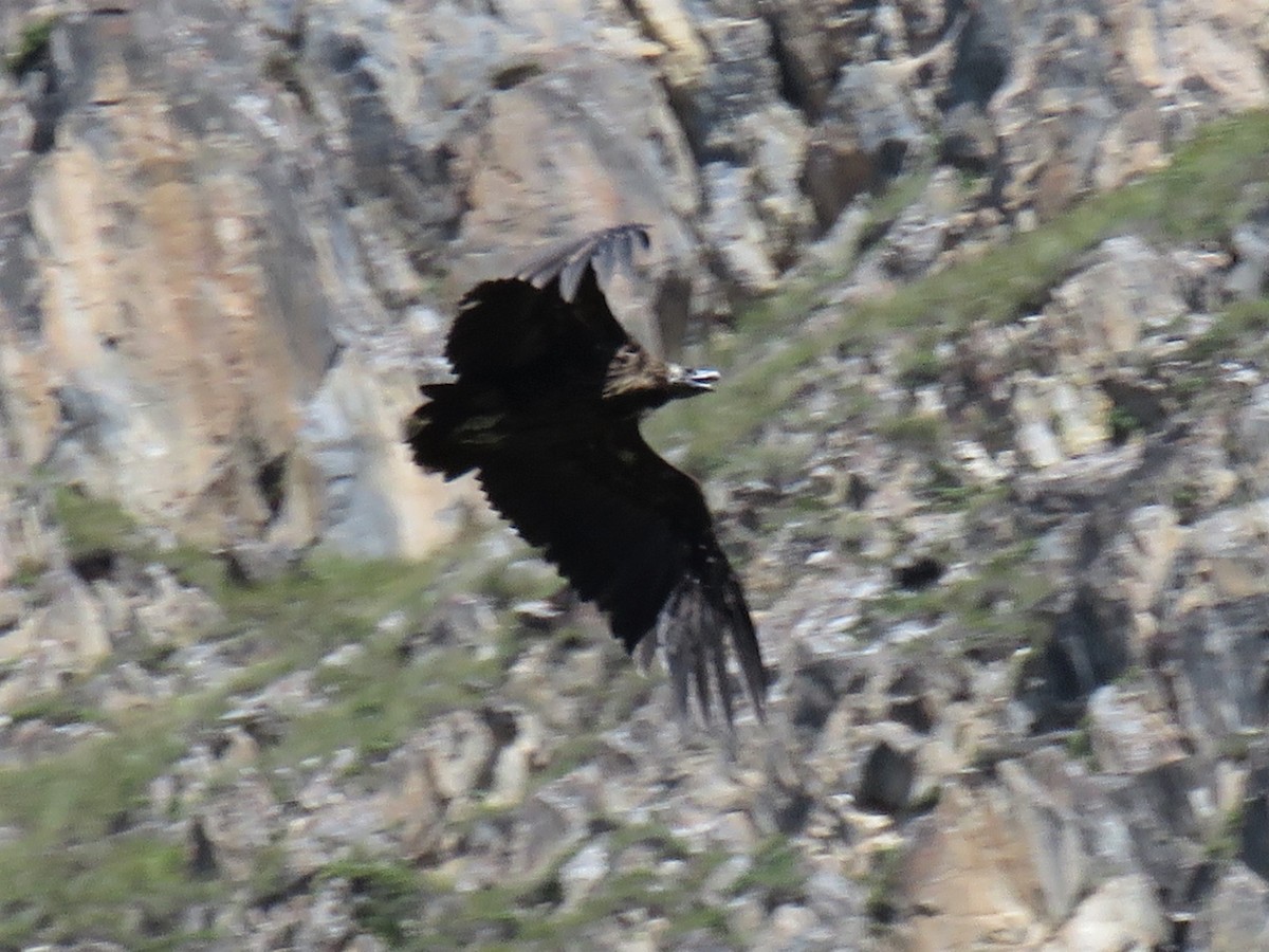 Cinereous Vulture - ML240973551