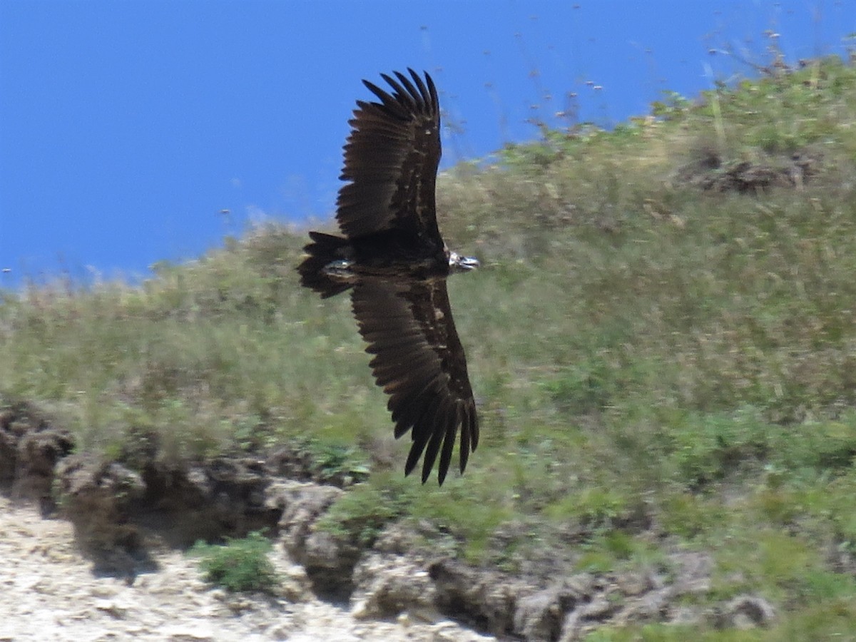 Cinereous Vulture - ML240973561