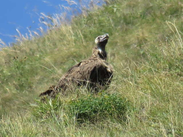 Breeding habitat; Mts'khet'a-Mt'ianet'i, Georgia.&nbsp; - Cinereous Vulture - 