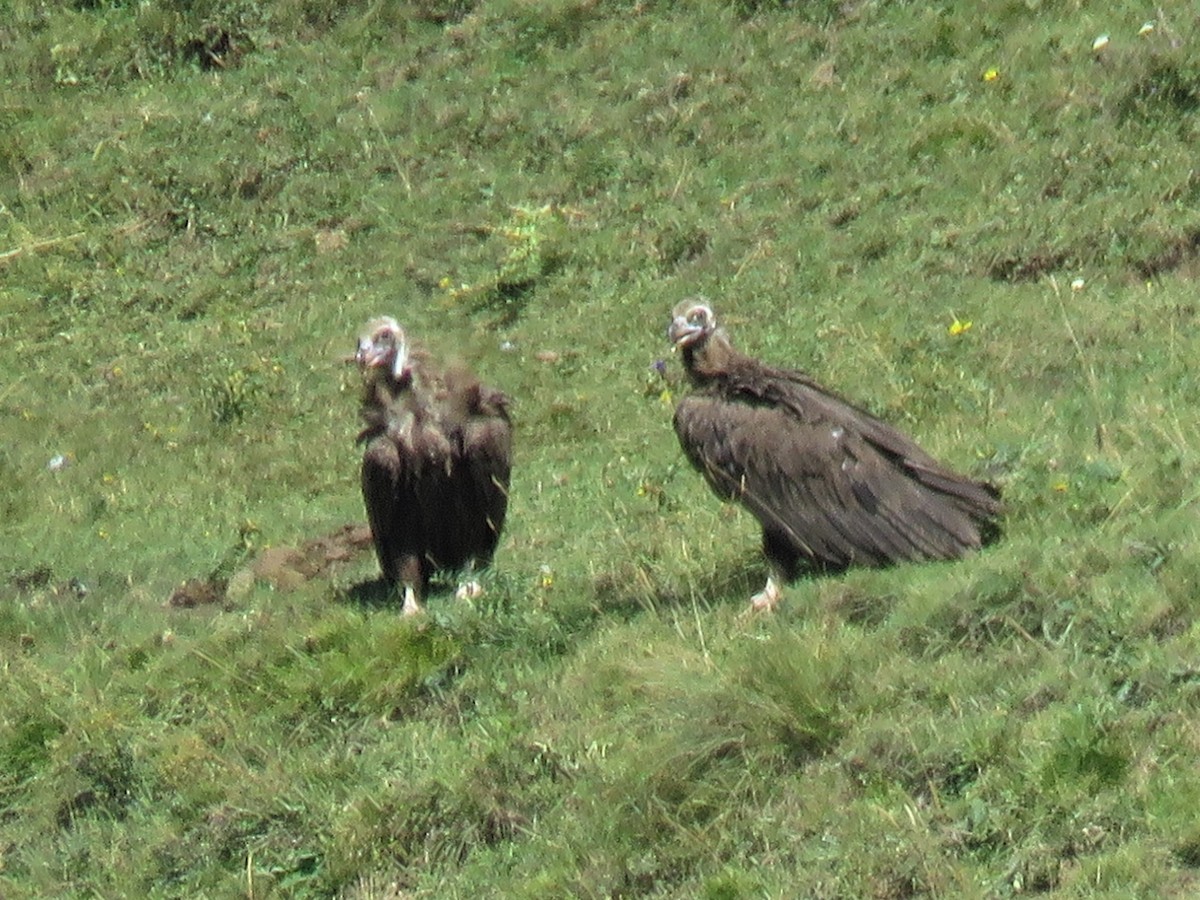 Cinereous Vulture - ML240973591