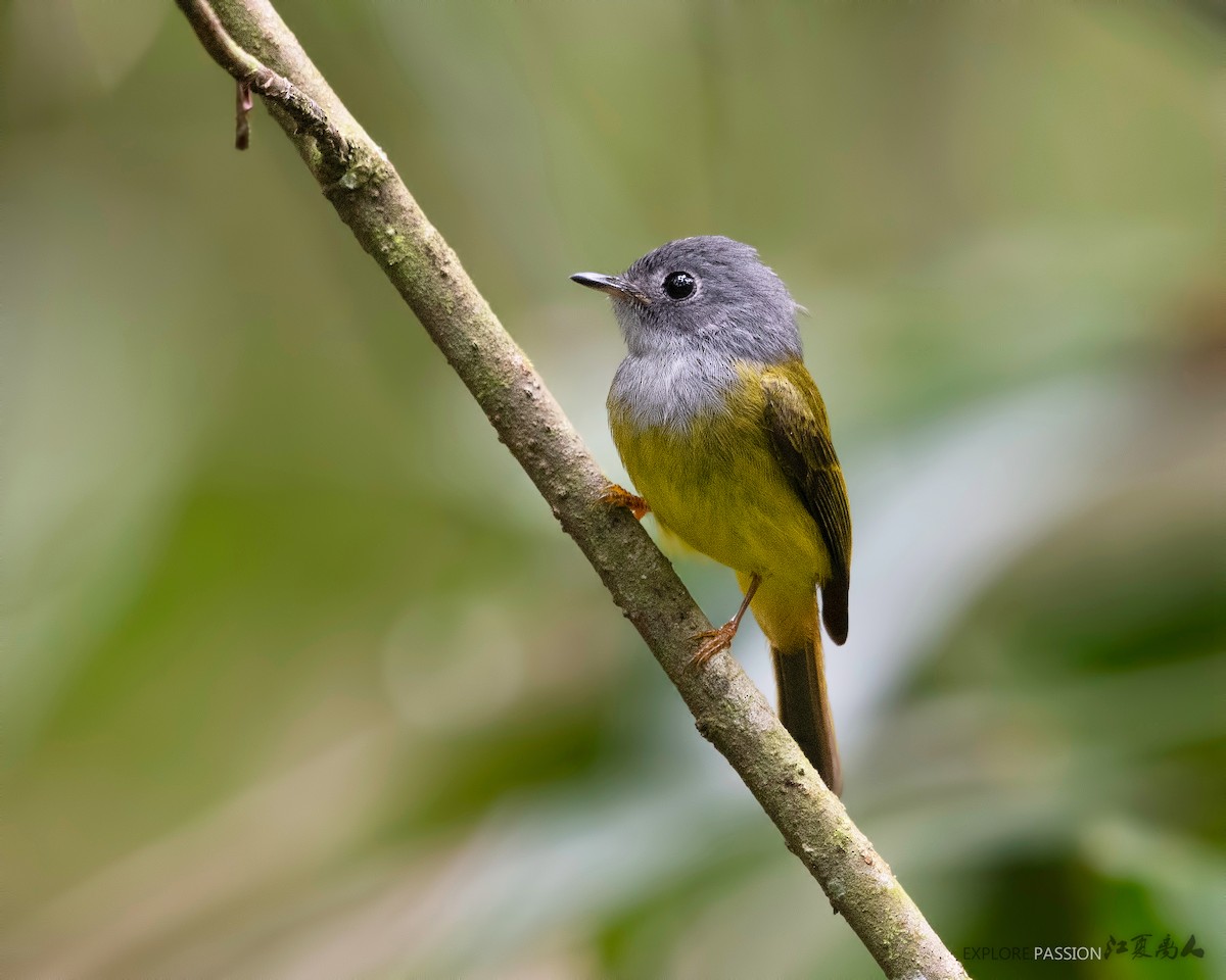 Gray-headed Canary-Flycatcher - Wai Loon Wong