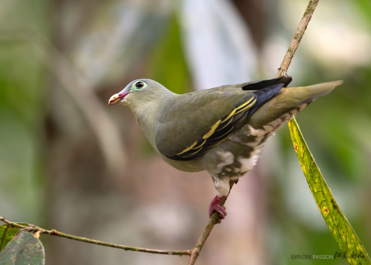 Thick-billed Green-Pigeon - Wai Loon Wong